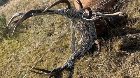 Weidezäune: Tödliche Fallen für heimische Tiere Dieser Hirsch hat sich in den Resten eines Weidezauns verfangen. Für ihn kam jede Hilfe zu spät.